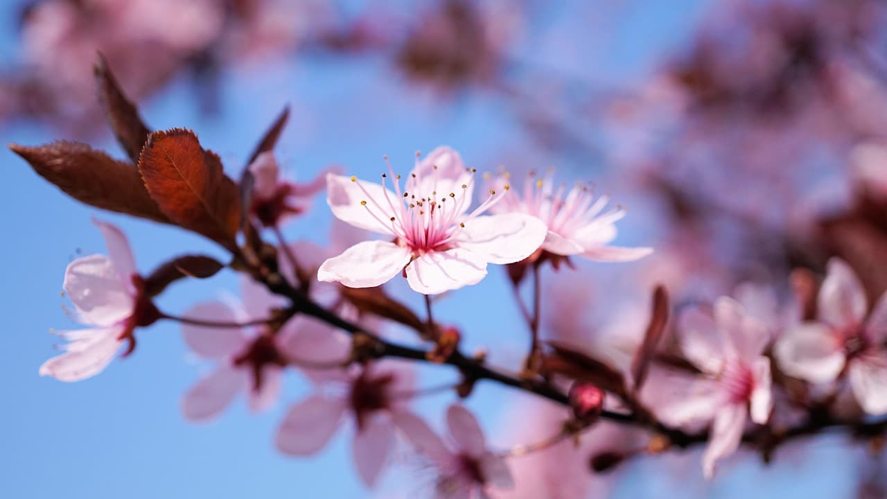 Spring in Japan ― Cherry Blossoms, New Beginnings, and Seasonal Flavors